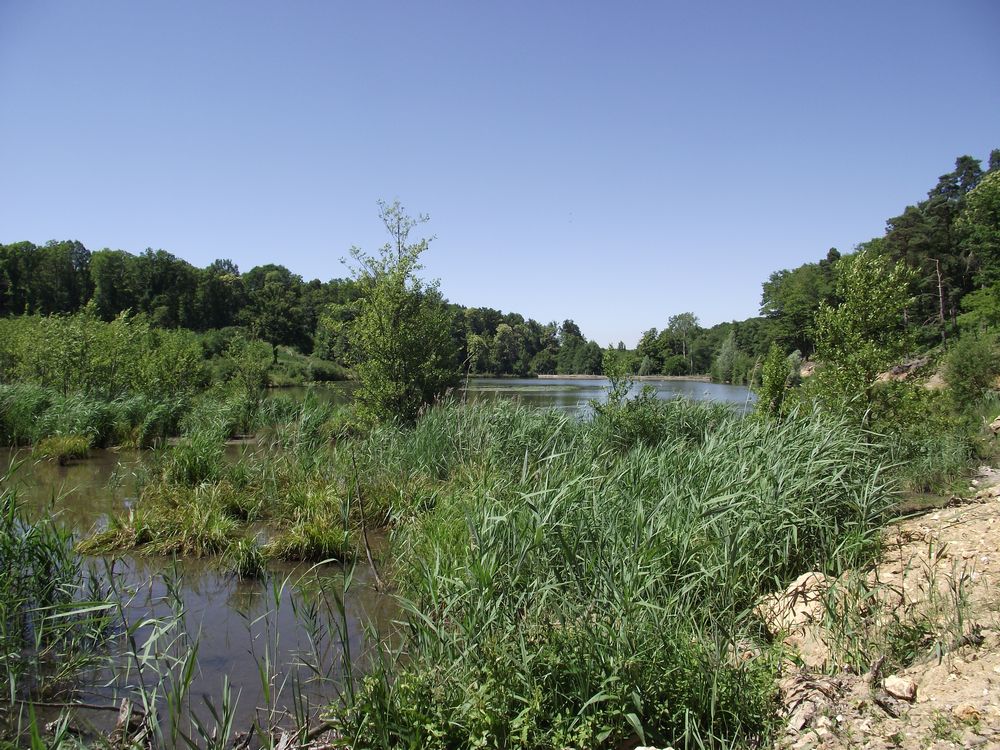 zone humide du grand etang St remy lhonore
